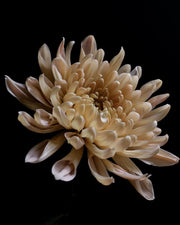 chrysanthemum Painting Class Saturday November 2nd OR Sunday Nov. 3rd 2024. 12-4pm