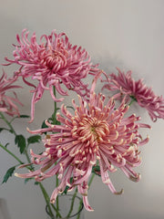 chrysanthemum Painting Class Saturday November 2nd OR Sunday Nov. 3rd 2024. 12-4pm