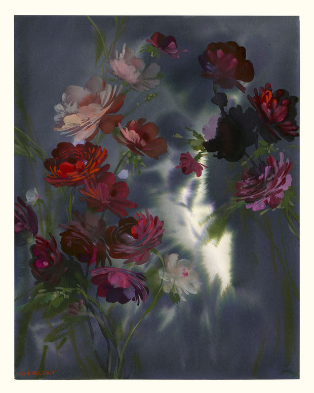 Ranunculus In The Mist Limited Edition Print