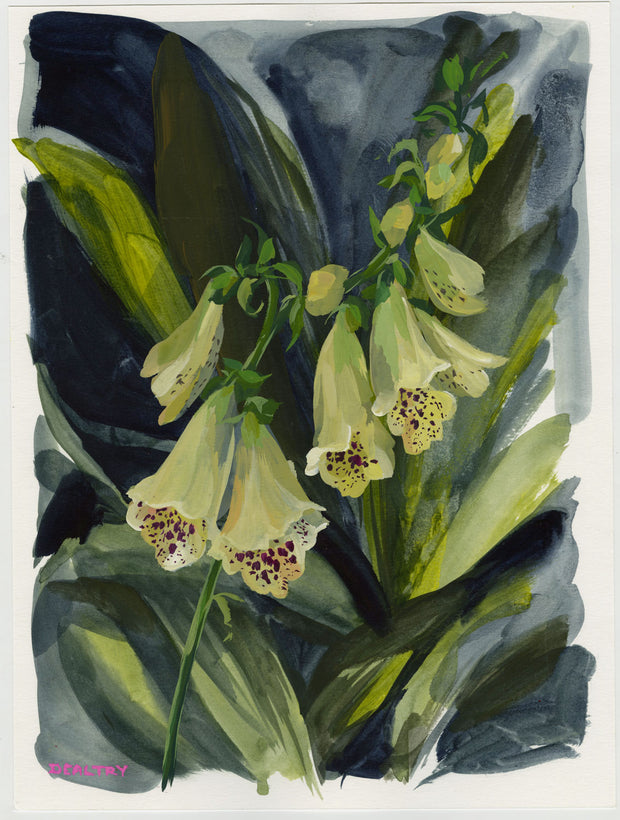 Ivory Foxgloves
