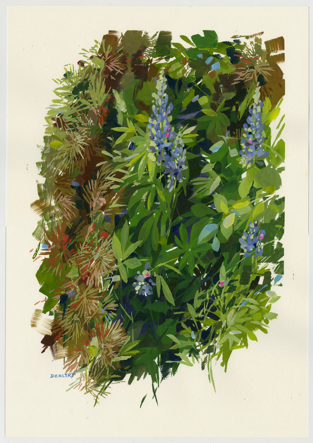 Pine and Lupins