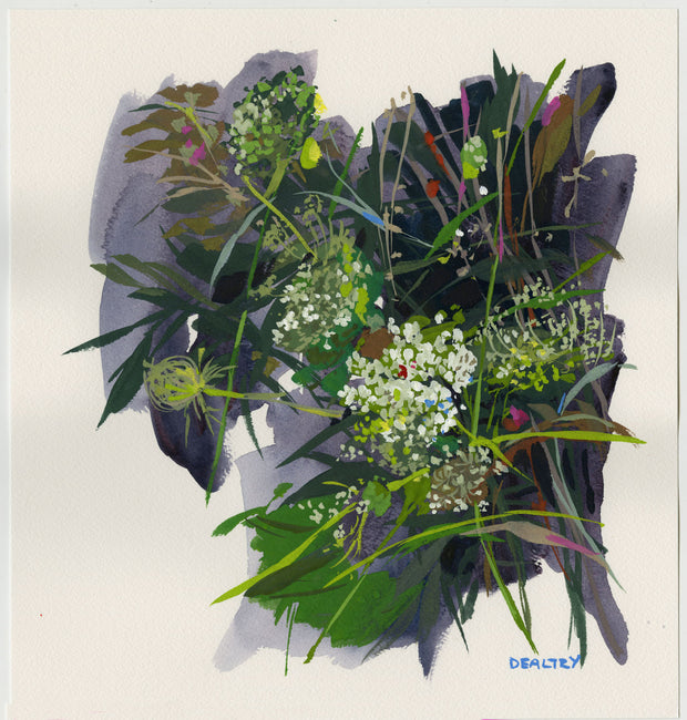 Queen Annes Lace 1