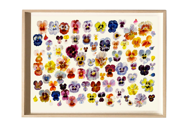 Pansy Party 18" x 24"  Limited Edition Print