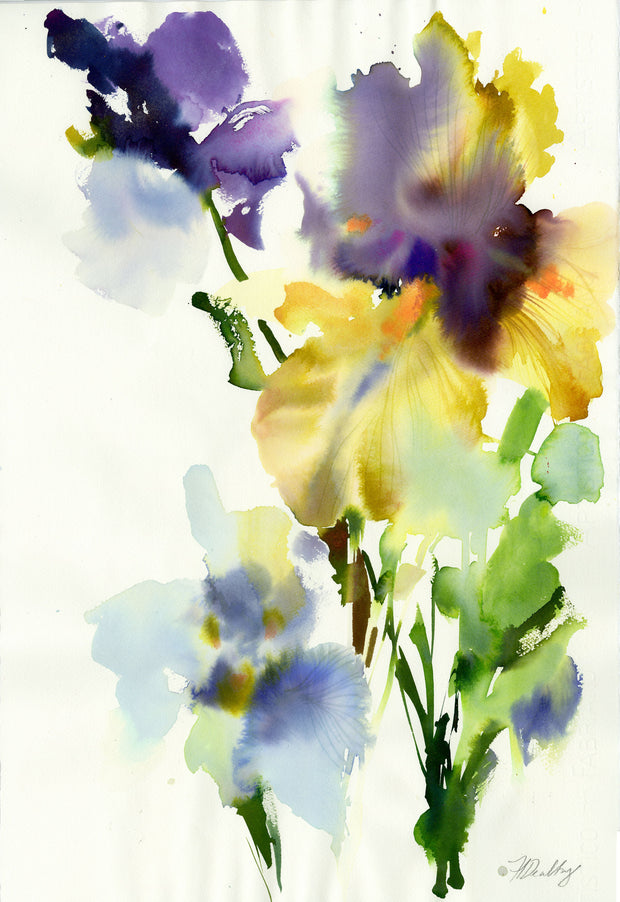 Iris 45