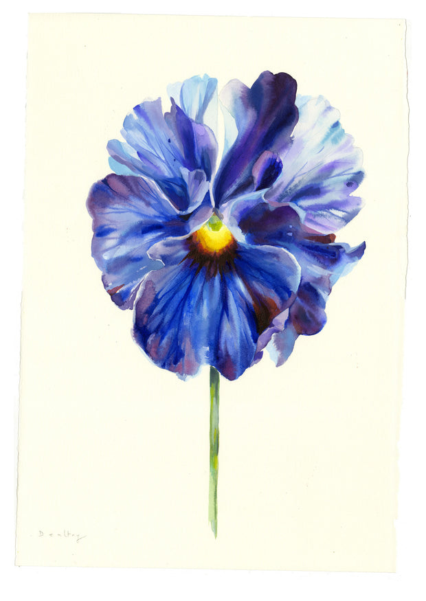 Medium Pansy Study 1