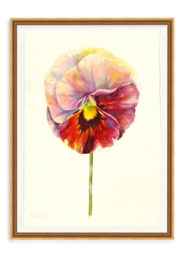 Medium Pansy Study 3