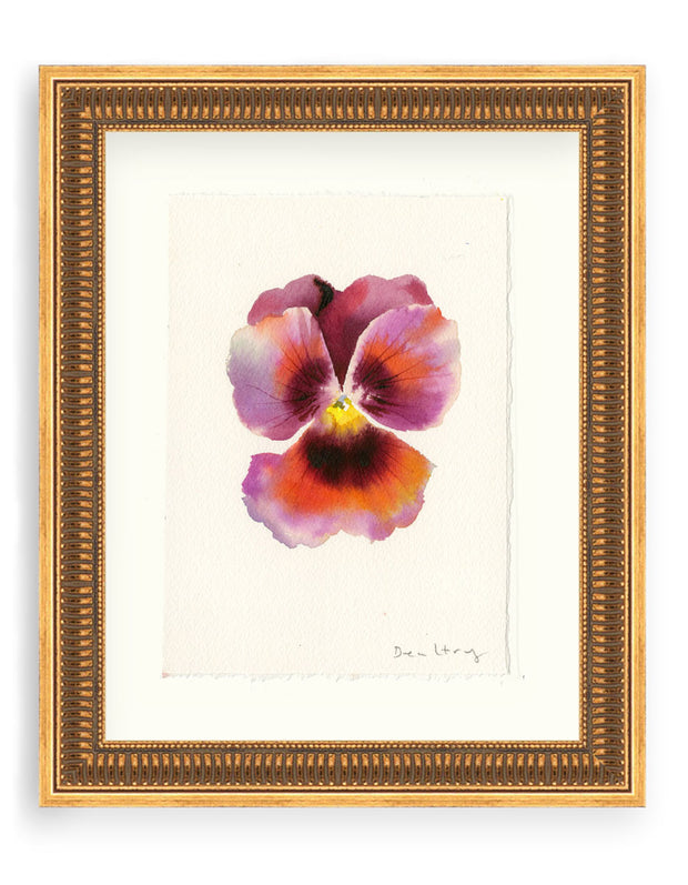 Pansy Study 11