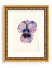Pansy Study 13