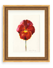 Pansy Study 17