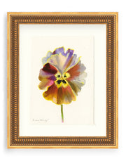 Pansy Study 18