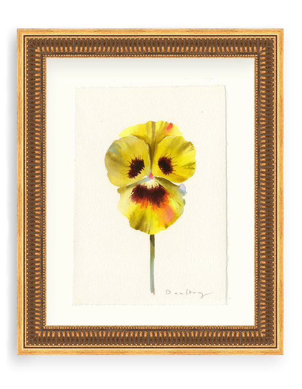 Pansy Study 19
