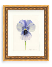 Pansy Study 8