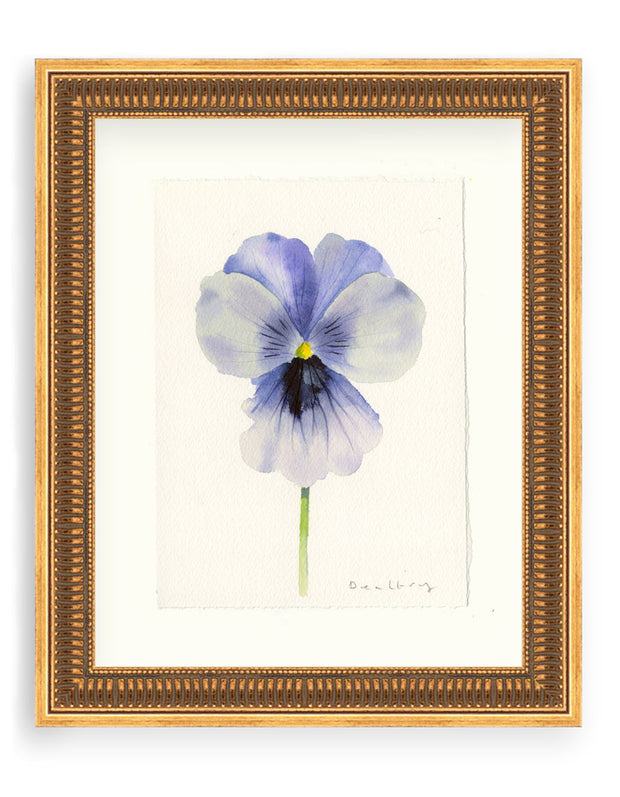 Pansy Study 8