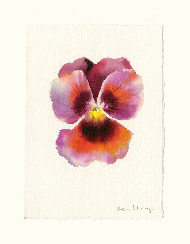 Pansy Study 11