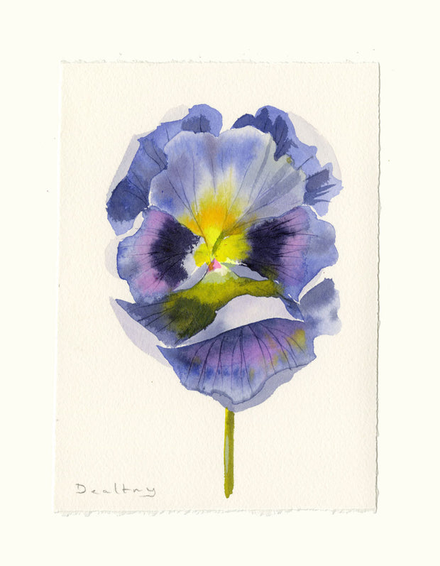 Pansy Study 15