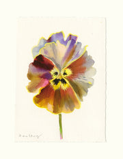 Pansy Study 18