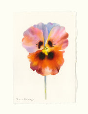 Pansy Study 3