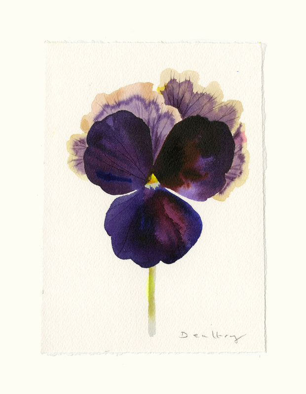 Pansy Study 4
