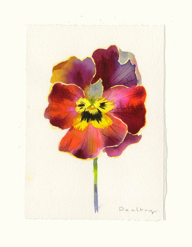 Pansy Study 6