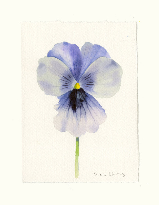 Pansy Study 8